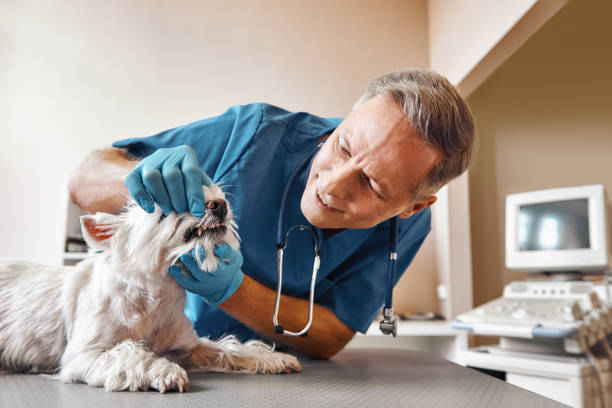 Best Pediatric Emergency Dentist in Lesslie, SC